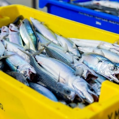 Mackerel
