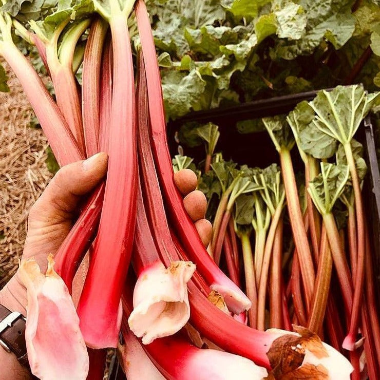 Rhubarb