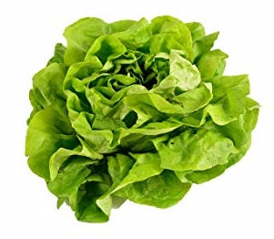 Butterhead Lettuce