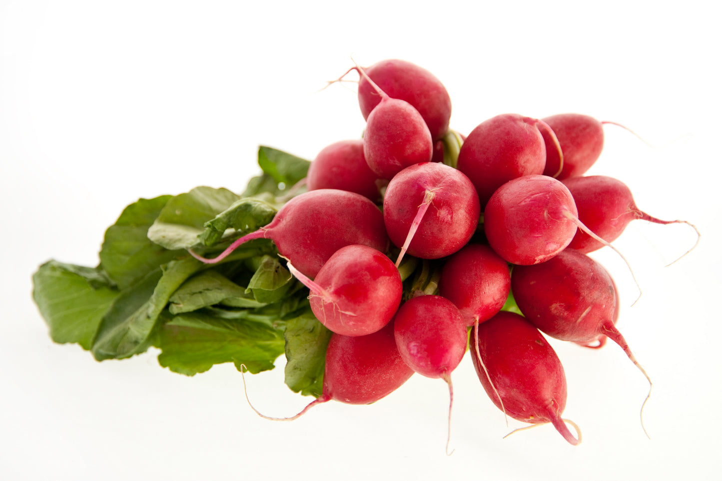 Radish