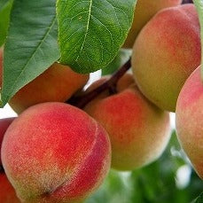 Peaches