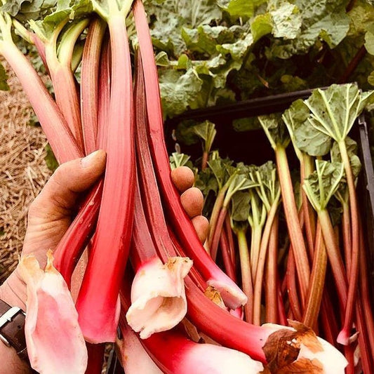Rhubarb