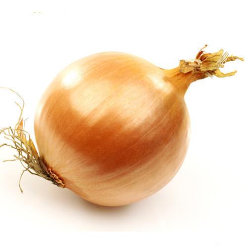 Onion Large