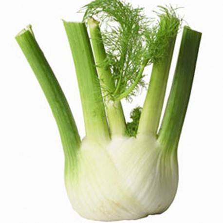 Fennel