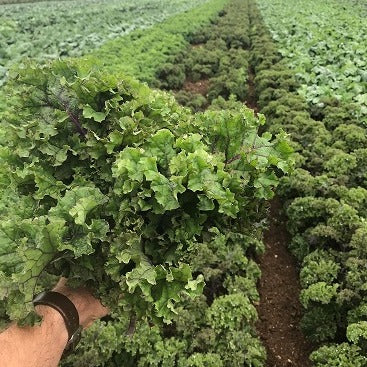 Red Kale - from the farm