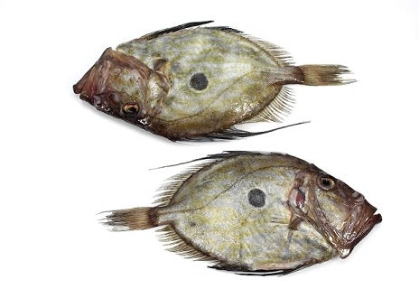 Whole John Dory