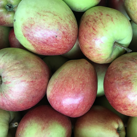 Katy Apples - from the farm