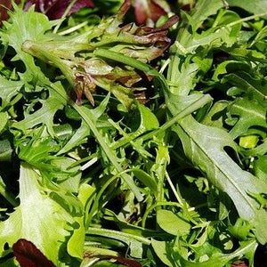 Mix Baby Salad Leaf Punnet