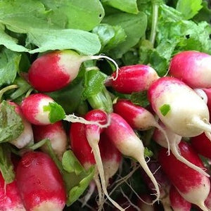 Radishes - Pre packed