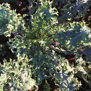 Russian Kale (from the farm)