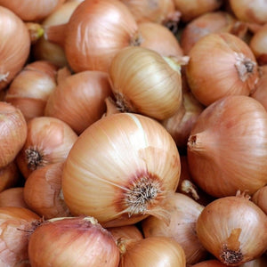 Onions Spanish White (large)